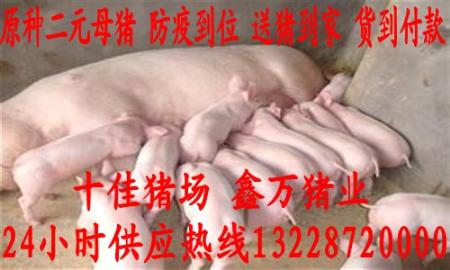 蚌埠二元母猪价格