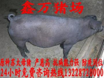 博山苏太母猪价格