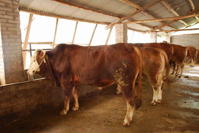 肉牛犊怎样建设牛舍 适应天气的情况