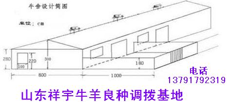 山东肉牛养殖场-牛圈设计图-牛场设计图-