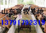 山东牛羊养殖场-肉牛养殖基地-肉牛养殖