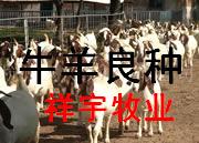 山东肉牛-山东肉牛养殖基地-山东波尔山羊