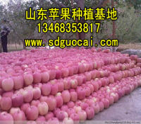 荆州嘎拉苹果批发基地苹果产地
