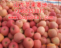 晋城嘎拉苹果批发市场晋城嘎拉苹果生产基地