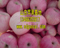 无锡嘎拉苹果批发市场无锡嘎拉苹果生产基地