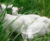 五寨县白山羊短期育肥方法