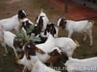 清徐县3-6个月的波尔山羊羊羔多少钱一只
