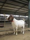 广西哪里有养殖波尔山羊的-波尔山羊近期价格走势