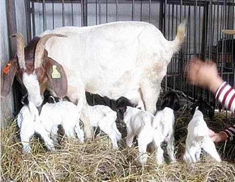 寿宁县波尔山羊孕母羊多少钱一只
